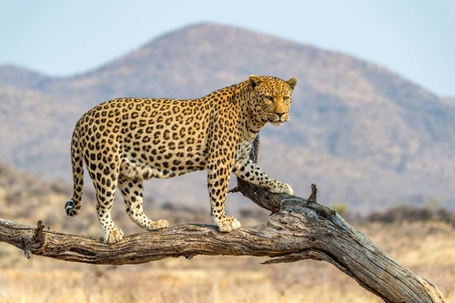 Nem szőtt fotótapéta Leopárd Dusternbrookban 375 x 250 cm