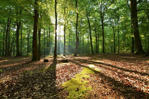 Nem szőtt fotótapéta Reggel a bükkerdőben 375 x 250 cm